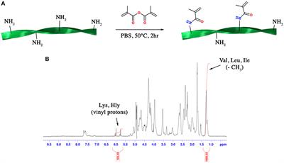 Engineering Muscle Networks in 3D Gelatin Methacryloyl Hydrogels: Influence of Mechanical Stiffness and Geometrical Confinement